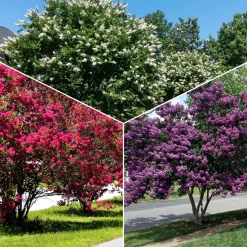 Collection de 3 Lilas des Indes : rouge, violet, blanc - Idéale pour créer des haies fleuries