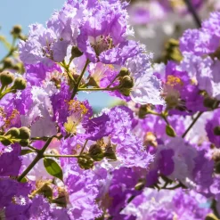 Collection de 3 Lilas des Indes : rouge, violet, blanc - Idéale pour créer des haies fleuries