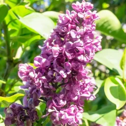 Collection de 4 Lilas doubles : bleu, rouge, lilas, blanc - Floraison printanière spectaculaire