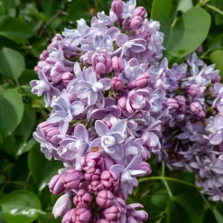 Collection de 4 Lilas doubles : bleu, rouge, lilas, blanc - Floraison printanière spectaculaire