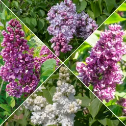 Collection de 4 Lilas doubles : bleu, rouge, lilas, blanc - Floraison printanière spectaculaire