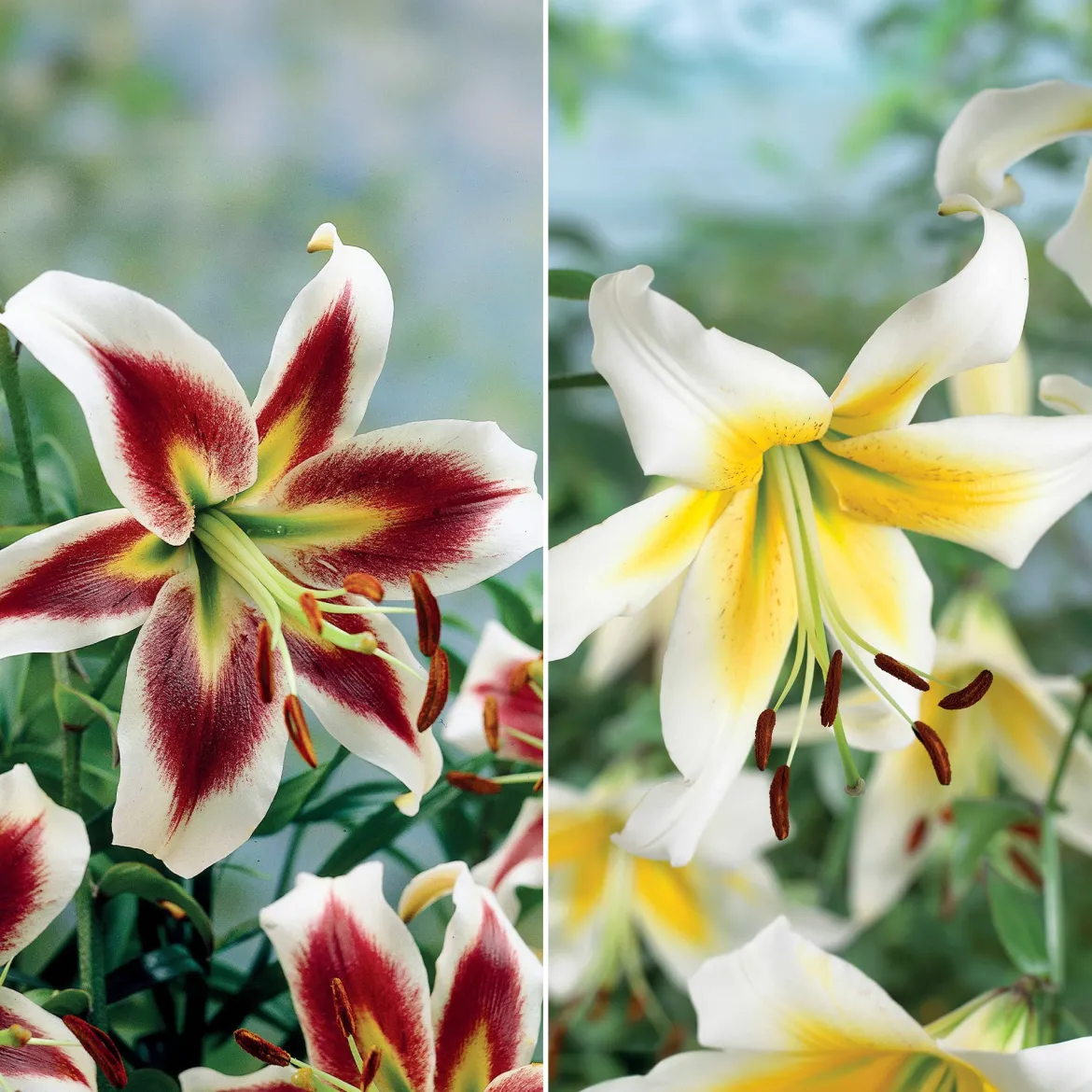 Collection de 6 Lis (Beverly Dreams, Mister Pistache) - 6 lis, 2 ambiances au jardin