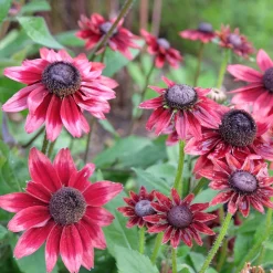 Collection de 6 Marguerites colorées - Idéale pour des massifs ensoleillés