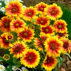 Collection de 6 Marguerites colorées - Idéale pour des massifs ensoleillés