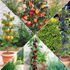 Collection de 4 mini-fruitiers d'été - Le verger des petits espaces