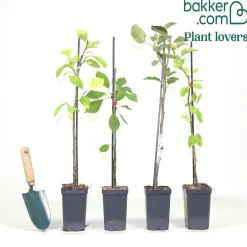 Collection de 4 mini-fruitiers d'été - Le verger des petits espaces