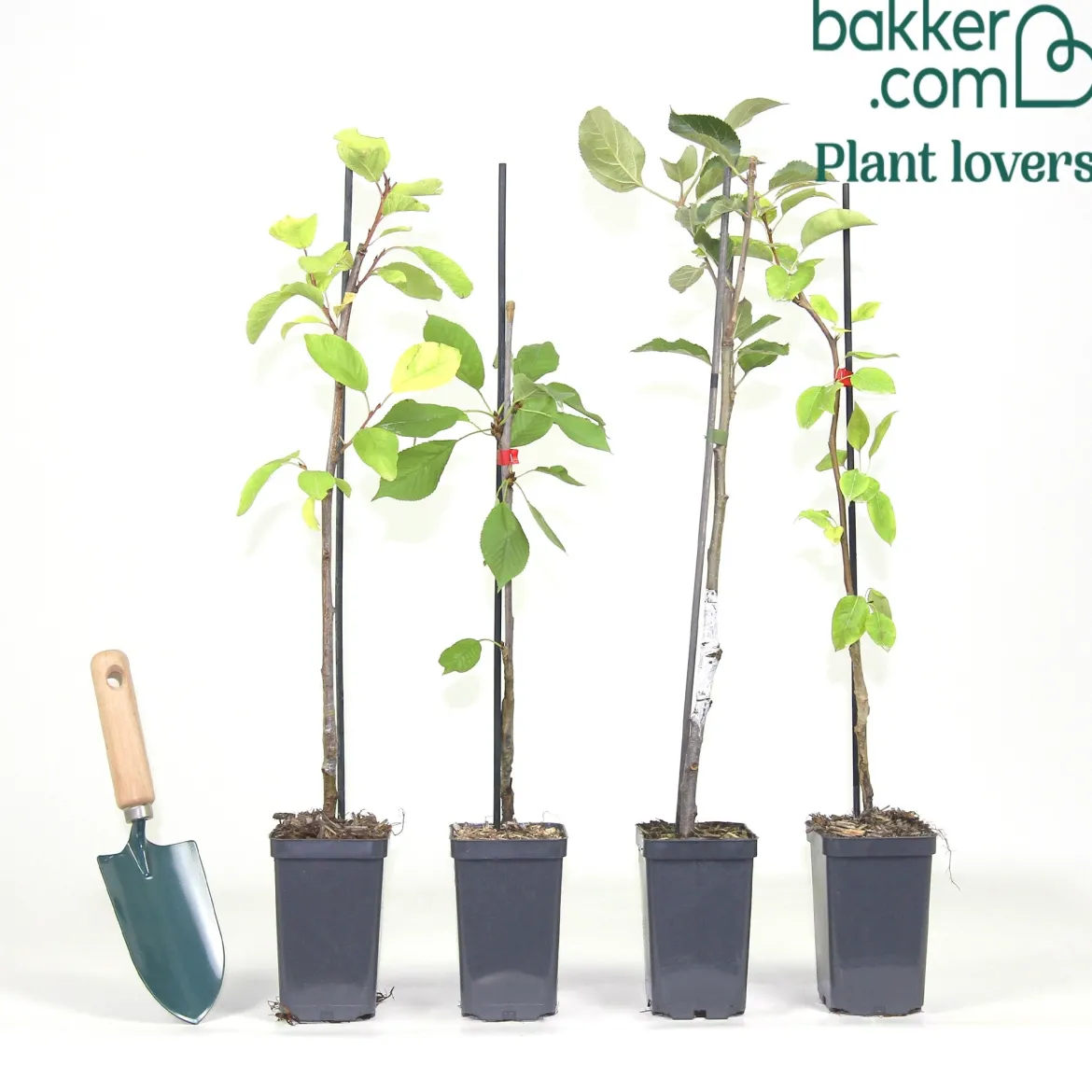 Collection de 4 mini-fruitiers d'été - Le verger des petits espaces