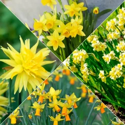Collection de 30 mini Narcisses : Jet fire, Rip van Winkle, Tête à tête - Le printemps en version mini