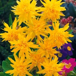 Collection de 30 mini Narcisses : Jet fire, Rip van Winkle, Tête à tête - Le printemps en version mini