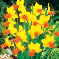 Collection de 30 mini Narcisses : Jet fire, Rip van Winkle, Tête à tête - Le printemps en version mini