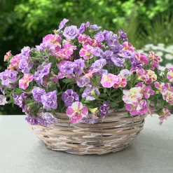 Collection de 6 Mini-pétunia Double Loopy - Cascade de fleurs doubles