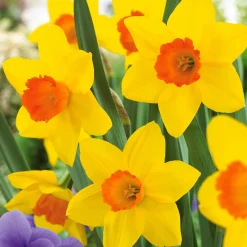 Collection de 30 Narcisses Fortune et Rijnveld Early Sensation - Le printemps dès février