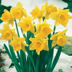 Collection de 30 Narcisses Fortune et Rijnveld Early Sensation - Le printemps dès février