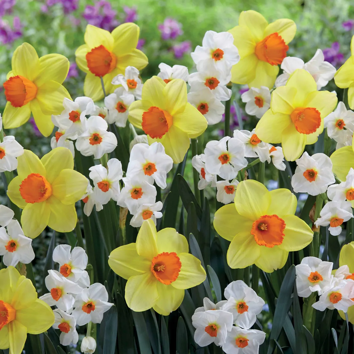 Collection de 16 Narcisses Red Devon et Geraniums - Un printemps haut en couleur