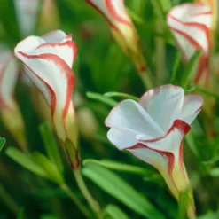 Collection de 15 Oxalis striés - Des fleurs bonbon en hiver