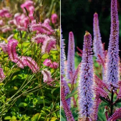Collection de Pimprenelles et de Veroniques - Pimprenelles et Véronique: Éclat Naturel!