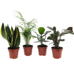 Collection de 4 plantes d'intérieur faciles - 4 plantes, zéro souci