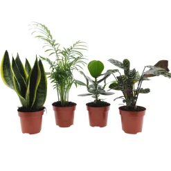 Collection de 4 plantes d'intérieur faciles - 4 plantes, zéro souci