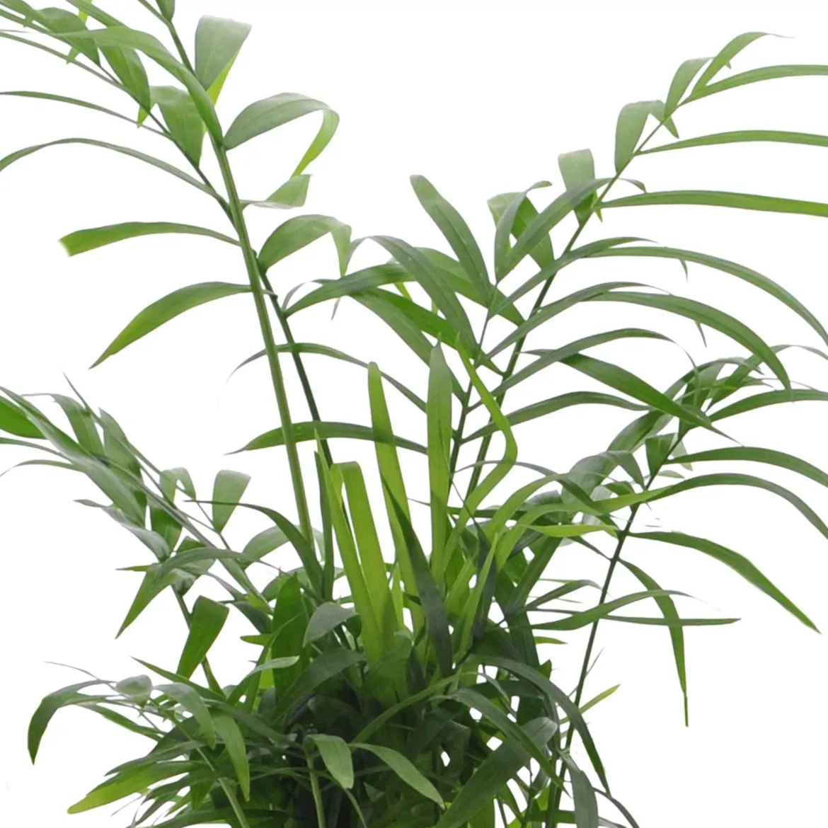Collection de 4 plantes d'intérieur vertes - 4 plantes, déco immédiate