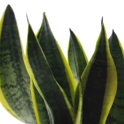 Collection de 4 plantes d'intérieur vertes - 4 plantes, déco immédiate