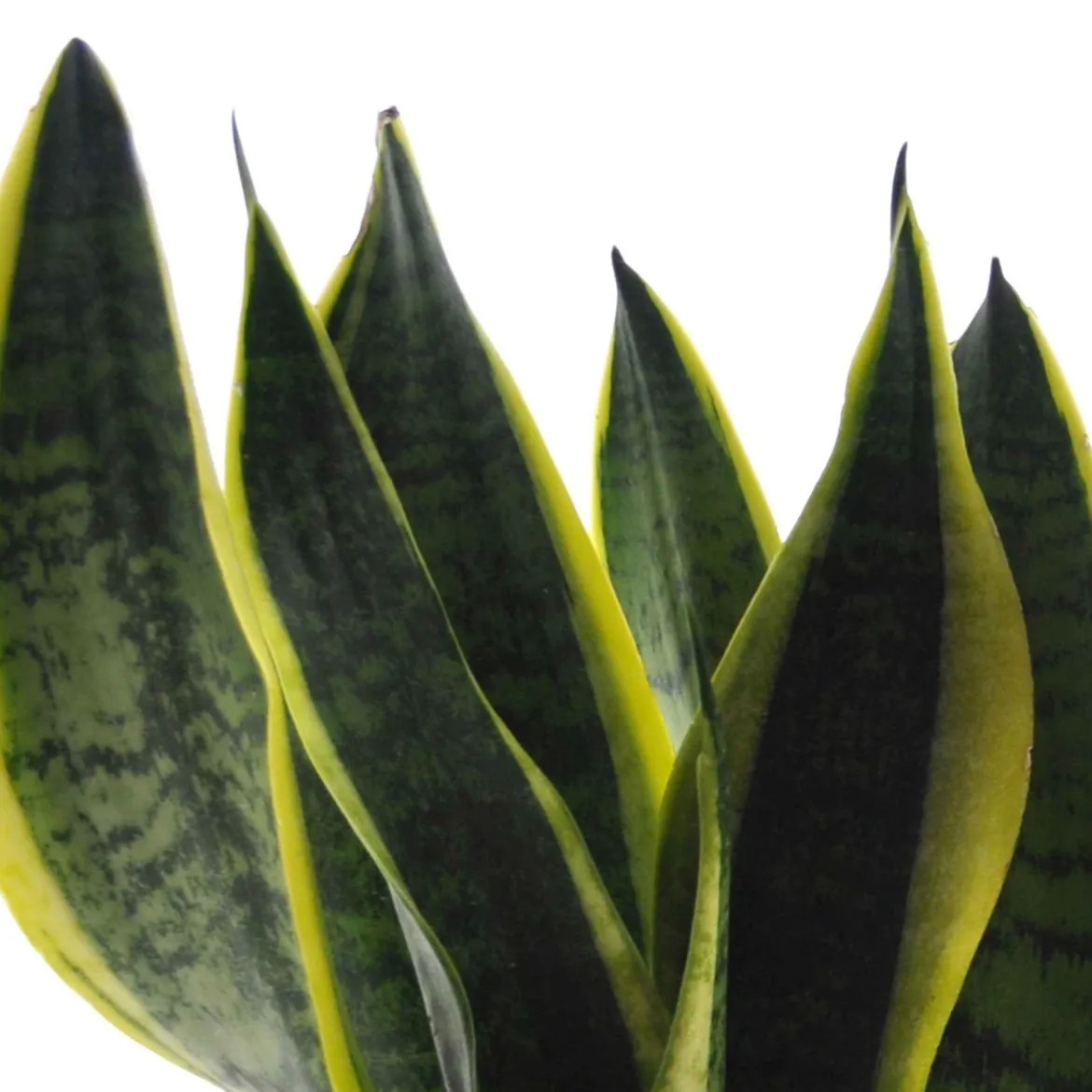 Collection de 4 plantes d'intérieur vertes - 4 plantes, déco immédiate