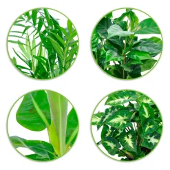 Collection de 4 plantes d'intérieur tropicales - La jungle chez vous en 1 geste