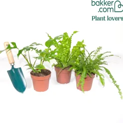 Collection de 3 plantes d'intérieur pour la salle de bain - Une salle de bain vivante
