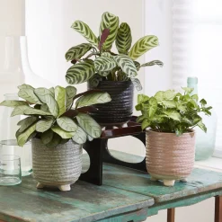 Collection de 3 plantes d'intérieur à feuillage marbré - Trio déco prêt à briller