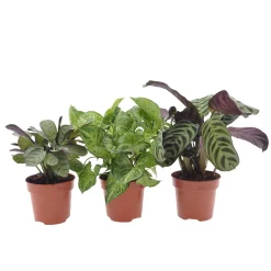 Collection de 3 plantes d'intérieur à feuillage marbré - Trio déco prêt à briller