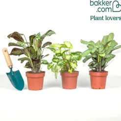Collection de 3 plantes d'intérieur à feuillage marbré - Trio déco prêt à briller