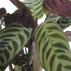 Collection de 3 plantes d'intérieur à feuillage marbré - Trio déco prêt à briller