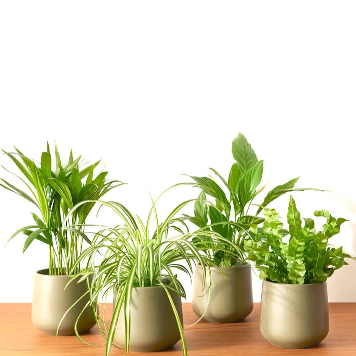 Collection de 4 plantes dépolluantes - 4 plantes, un air plus sain