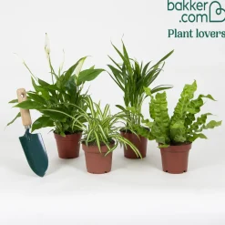 Collection de 4 plantes dépolluantes - 4 plantes, un air plus sain