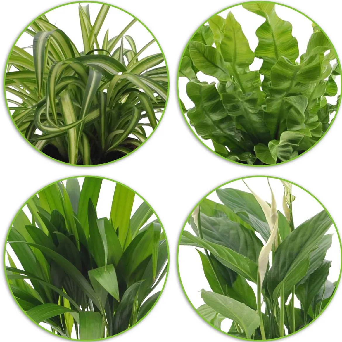 Collection de 4 plantes dépolluantes - 4 plantes, un air plus sain