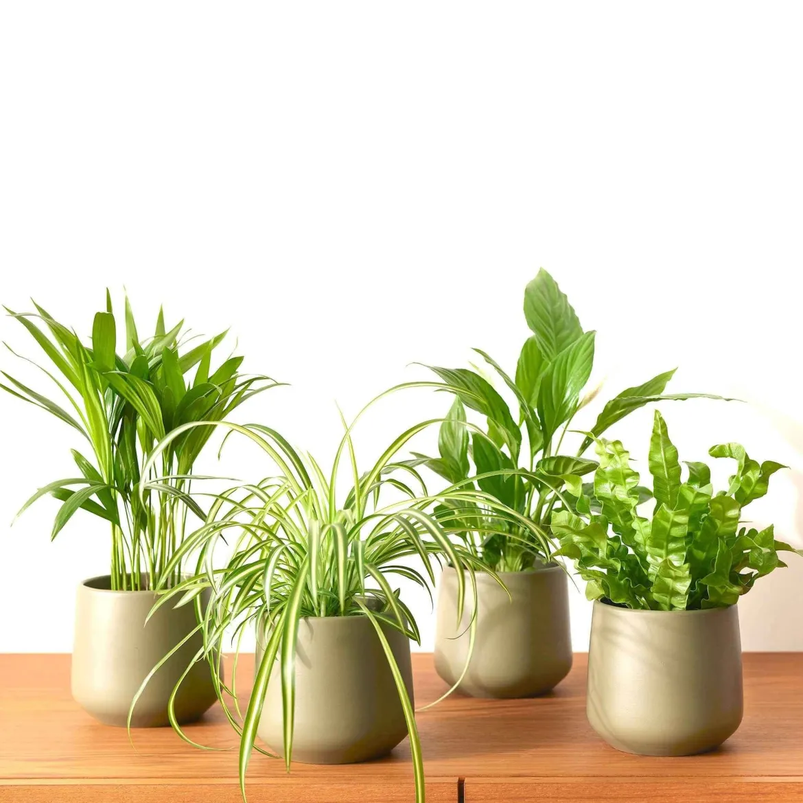 Collection de 4 plantes dépolluantes - 4 plantes, un air plus sain