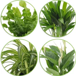 Collection de plantes dépolluantes et ses cache-pots blancs ELHO - Idéales pour illuminer vos intérieurs