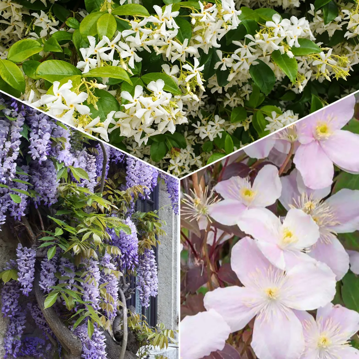 Collection de 3 plantes grimpantes à floraisons abondantes - Couvrez vos façades de fleurs