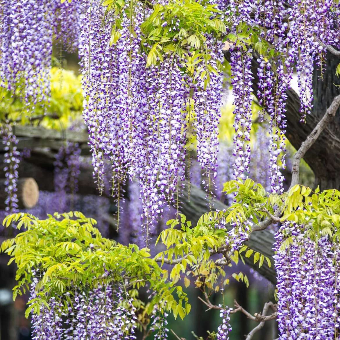 Collection de 3 plantes grimpantes à floraisons abondantes - Couvrez vos façades de fleurs