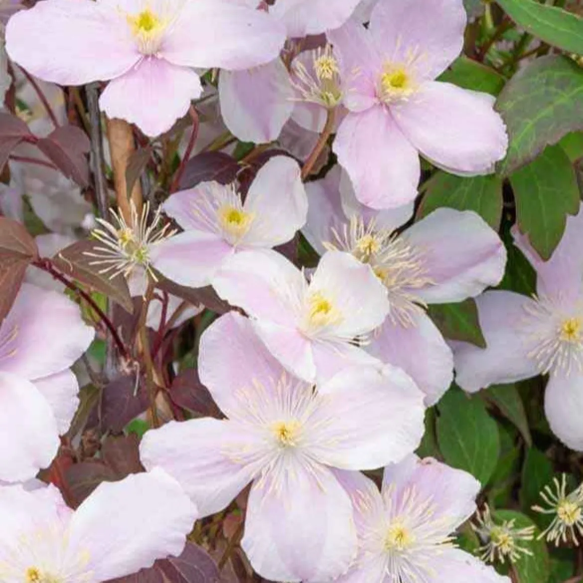 Collection de 3 plantes grimpantes à floraisons abondantes - Couvrez vos façades de fleurs