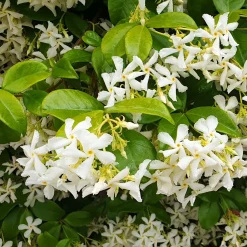 Collection de 3 plantes grimpantes à floraisons abondantes - Couvrez vos façades de fleurs