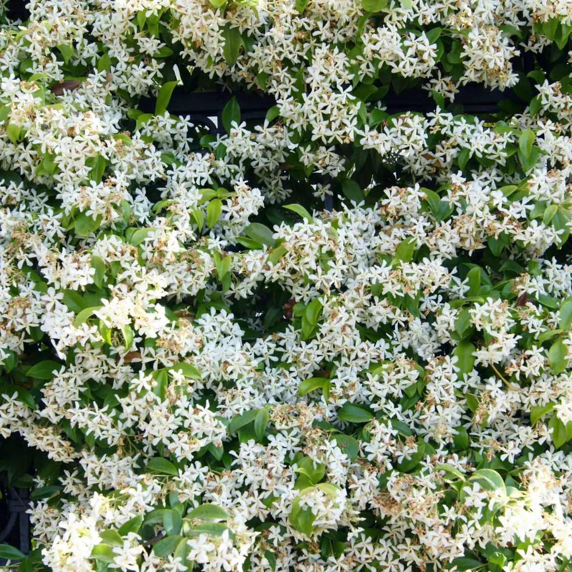 Collection de 3 plantes grimpantes à floraisons abondantes - Couvrez vos façades de fleurs