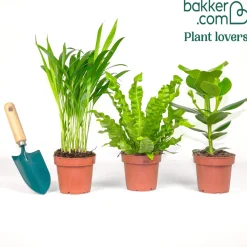 Collection de 3 plantes purificatrices d'air - 3 plantes, 1 air plus sain