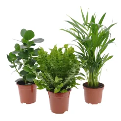 Collection de 3 plantes purificatrices d'air - 3 plantes, 1 air plus sain
