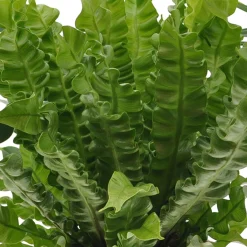 Collection de 3 plantes purificatrices d'air - 3 plantes, 1 air plus sain