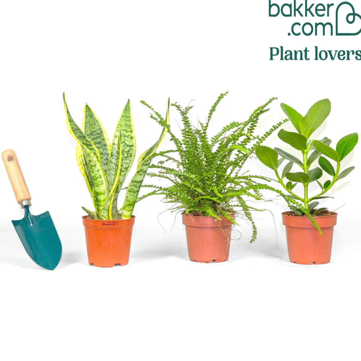 Collection de 3 plantes vertes pour petit espace - 3 plantes, zéro place perdue