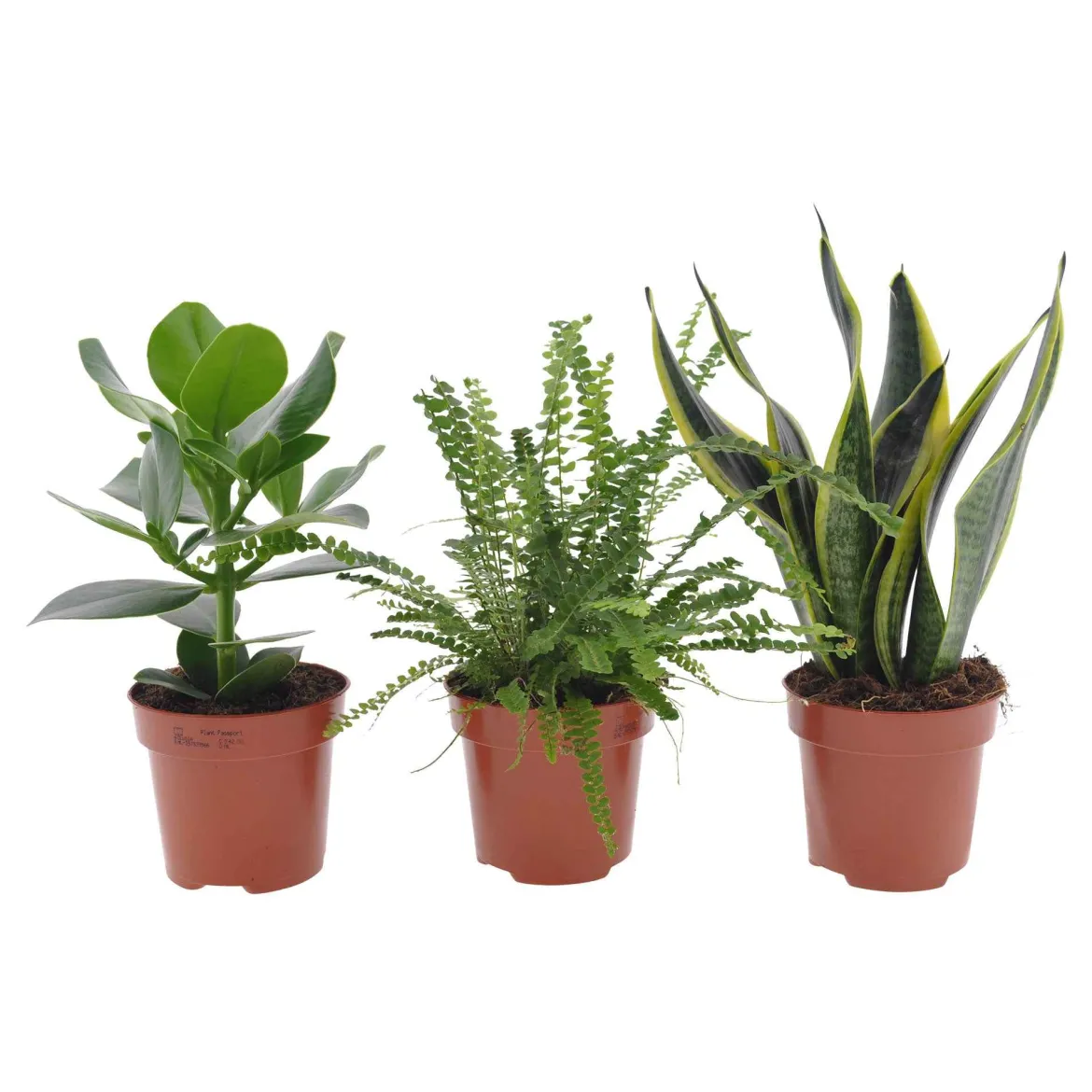 Collection de 3 plantes vertes pour petit espace - 3 plantes, zéro place perdue