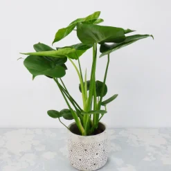 Collection de 3 plantes vertes dépolluantes - Purifiez, Respirez, Vivez