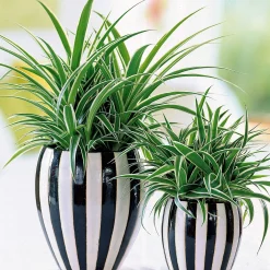 Collection de 3 plantes vertes dépolluantes - Purifiez, Respirez, Vivez