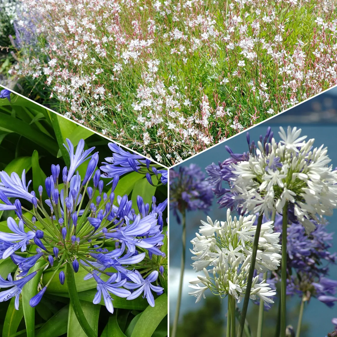 Collection de 7 plantes vivaces pour jardins et pots - Nature en Pot, beauté vivace