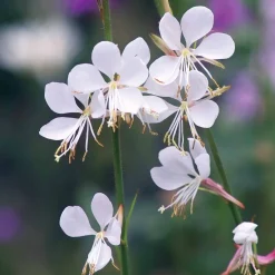Collection de 7 plantes vivaces pour jardins et pots - Nature en Pot, beauté vivace
